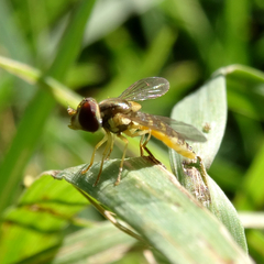 Toxomerus vertebratus