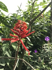Erythrina herbacea