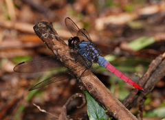 Orthetrum schneideri
