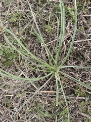 Allium drummondii