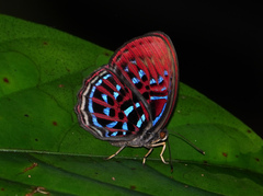Paralaxita damajanti