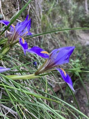 Iris unguicularis