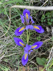 Iris unguicularis