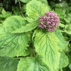 Valeriana pyrenaica