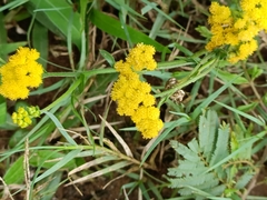 Helichrysum odoratissimum