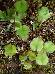 Riccia gougetiana