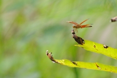 Neurothemis fluctuans