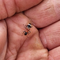 Thanasimus formicarius
