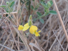 Crotalaria