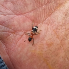 Thanasimus formicarius