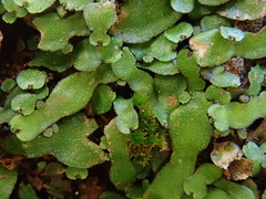 Targionia hypophylla