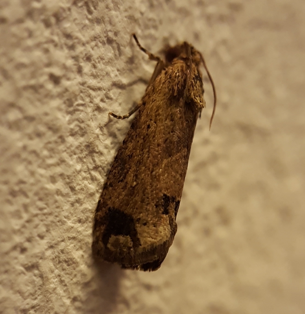 Cryptophlebia semilunana