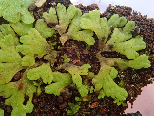 Image of Riccia glauca by (c) Christian Berg, some rights reserved (CC BY)