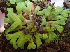 Riccia glauca