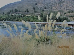 Austroderia richardii