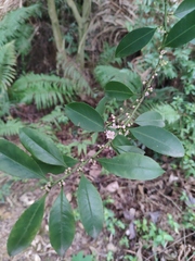 Ilex triflora