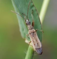 Rhyparochromidae