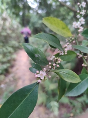Ilex triflora
