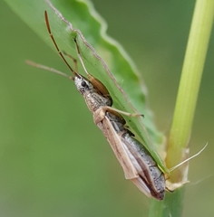 Rhyparochromidae