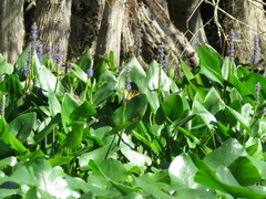 Pontederia cordata
