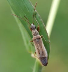 Rhyparochromidae