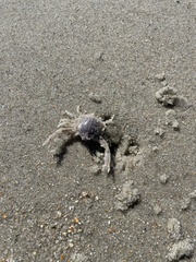 Persephona aquilonaris