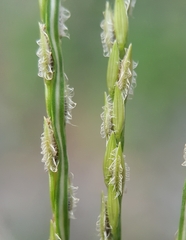 Digitaria bicornis
