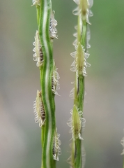 Digitaria bicornis