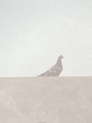 Columba livia domestica