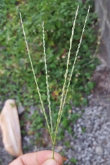 Digitaria bicornis
