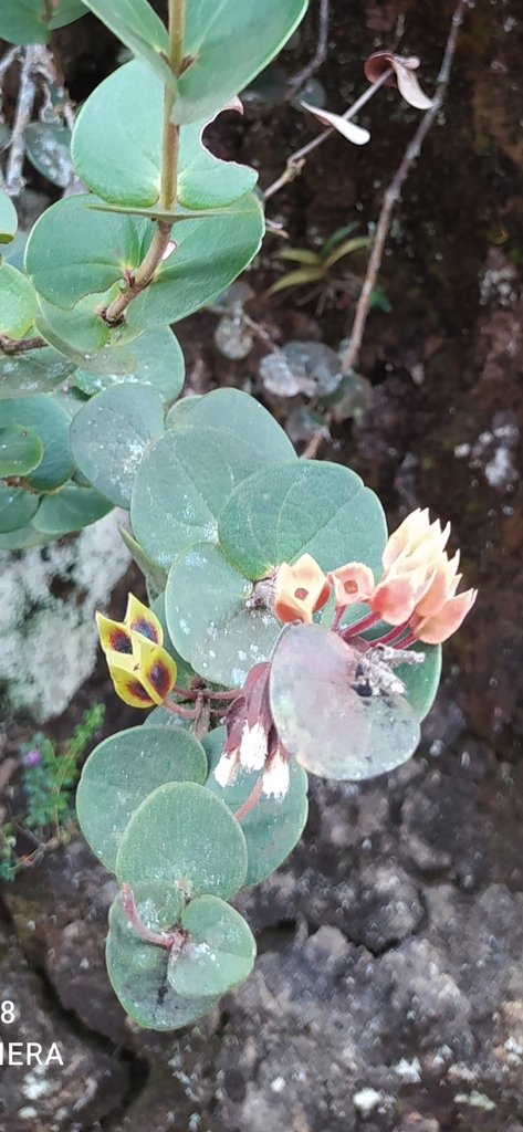 Plutarchia angulata