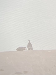 Columba livia domestica