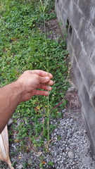Digitaria bicornis