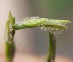 Digitaria bicornis