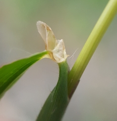 Digitaria bicornis