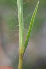Digitaria bicornis