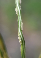 Digitaria bicornis