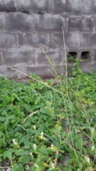 Digitaria bicornis