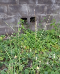 Digitaria bicornis