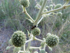 Pseudomops neglectus