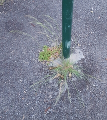 Aristida adscensionis