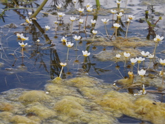Batrachium