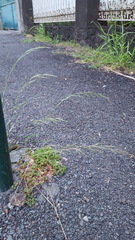 Aristida adscensionis