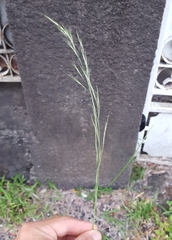 Aristida adscensionis