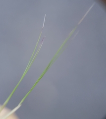 Aristida adscensionis