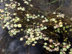 Halerpestes sarmentosa