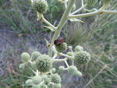 Pseudomops neglectus