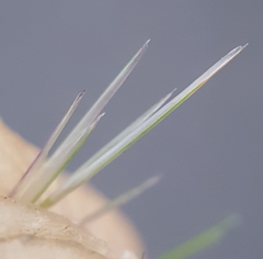 Aristida adscensionis