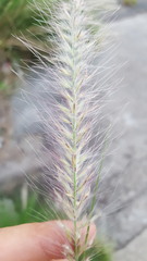 Cenchrus setaceus