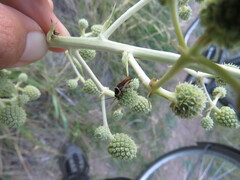 Pseudomops neglectus